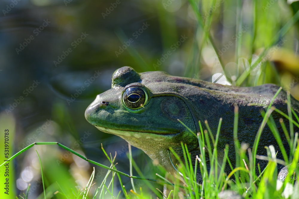 Obraz premium American Bullfrog