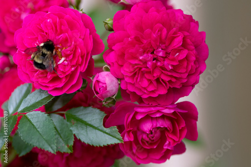 A macro of a large bumblebee sucking the nectar from one of a number of bright pink vibrant roses. The honeybee has yellow and black stripes on its hairy body, with six long legs, and two antennas.  © Dolores  Harvey