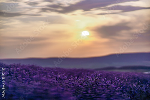 Blooming lavender in a field at sunset in Provence. Fantastic summer mood, floral sunset landscape of meadow lavender flowers. Peaceful bright and relaxing nature scenery.