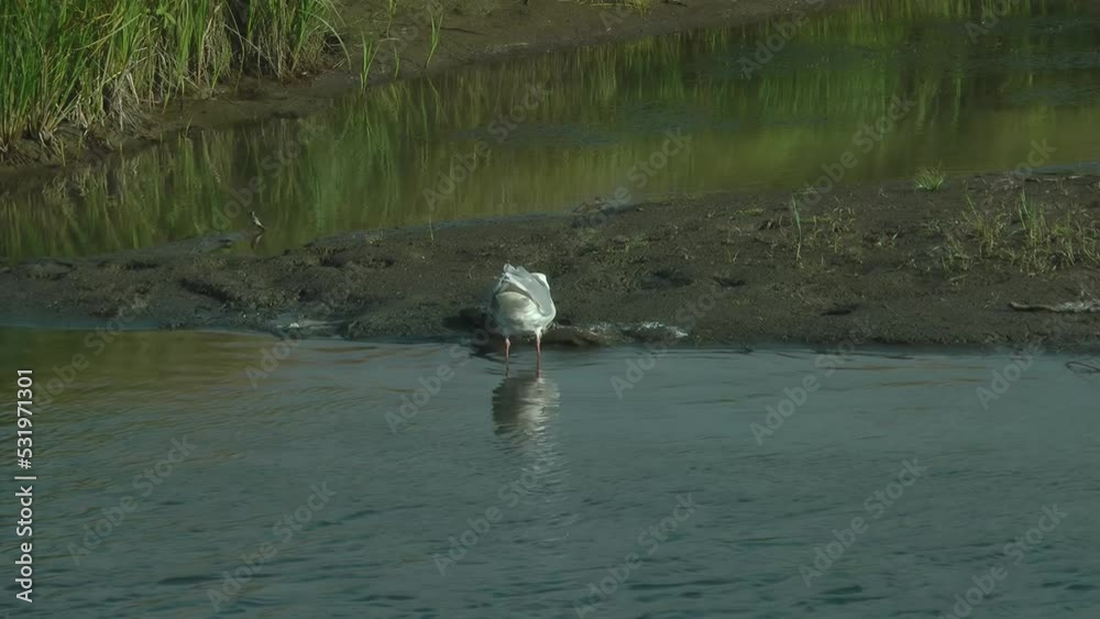 Herring gull feeding in water, Alaska
Alaska Wildlife and nature, Anchorage, 2021
Herring gull feeding in water, Alaska
Alaska Wildlife and nature, Anchorage, 2021