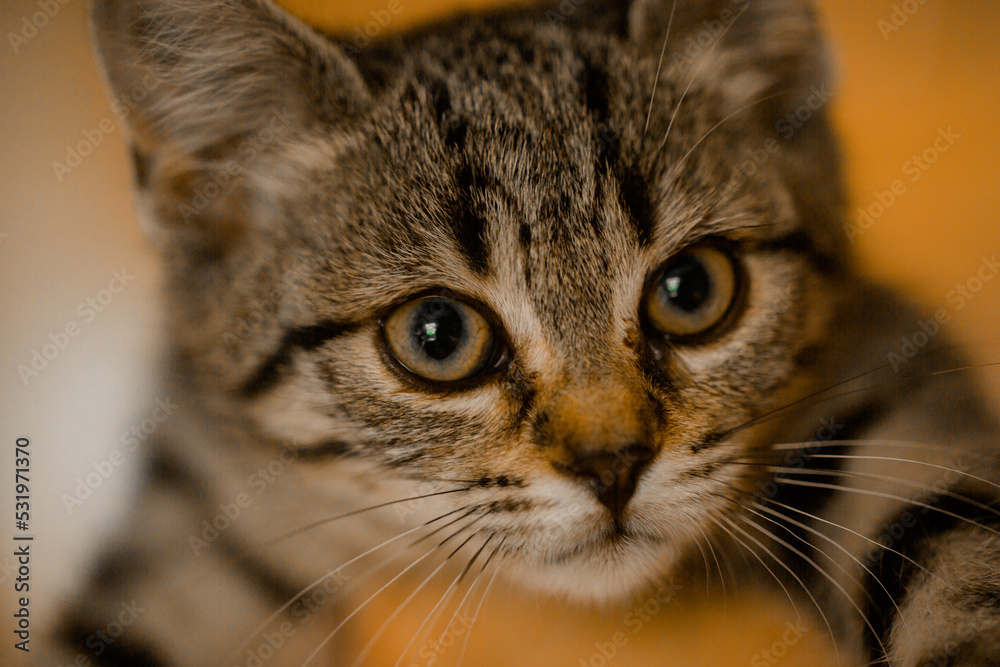 little caucasian kitten looking at camera big eyes brindle cat girl pet portrait human friends happy cat tricolor little caucasian kitten looking at camera big eyes brindle cat girl pet portrait human friends happy cat tricolor