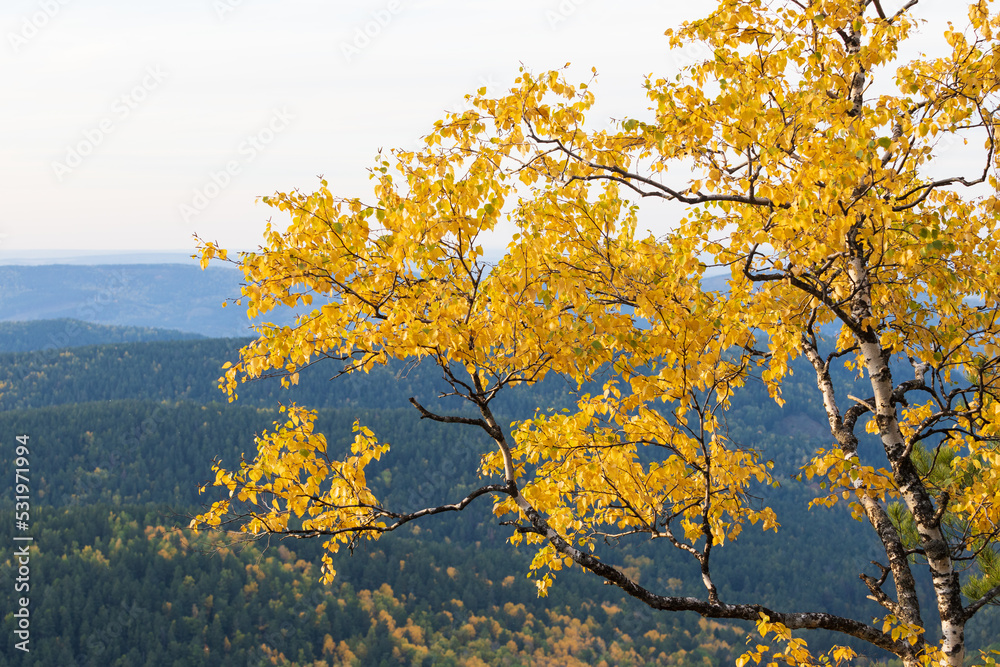 Branch with golden foliage of autumn birch on blurred mountain landscape background. Indian summer. Autumn landscape with bright yellow foliage.