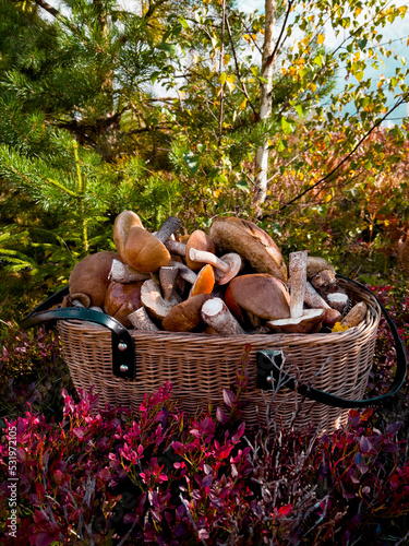 Fresh wild mushrooms in wicker basket