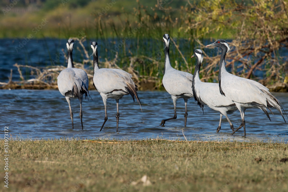 Crane. Flock of demoiselle cranes at river, grassland, outdoors, sunlight. Natural abstract texture background wallpaper. Group of birds. River birds. Wetland bird. World migratory bird day. Crane. Flock of demoiselle cranes at river, grassland, outdoors, sunlight. Natural abstract texture background wallpaper. Group of birds. River birds. Wetland bird. World migratory bird day.