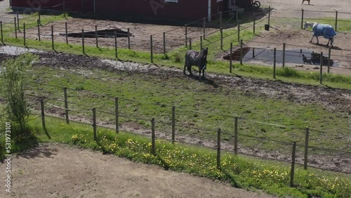 Horse in backyard by drone in stockholm Sweden during the summer 2022