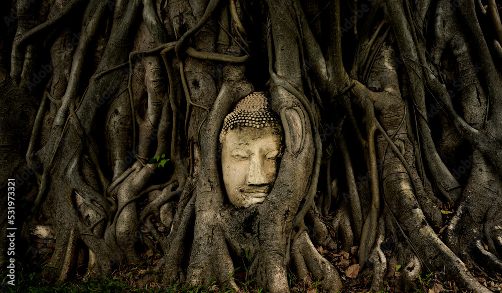 buddha head in the forest
