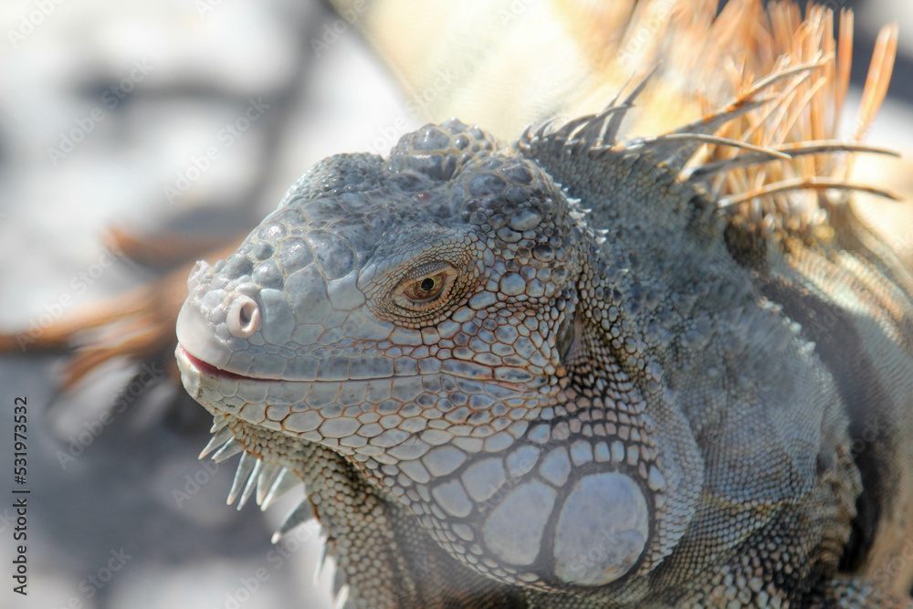 Fototapeta premium Close-up of a large iguana in a cage in the zoo.