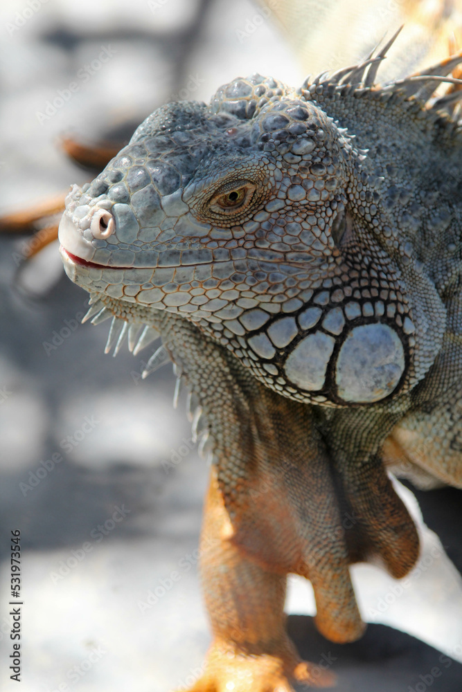 Obraz premium Close-up of a large iguana in a cage in the zoo.