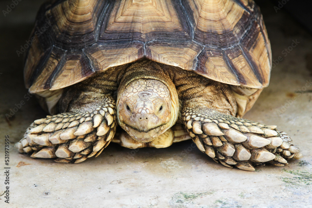 Close-up of a large tortoises in the zoo. Close-up of a large tortoises in the zoo.