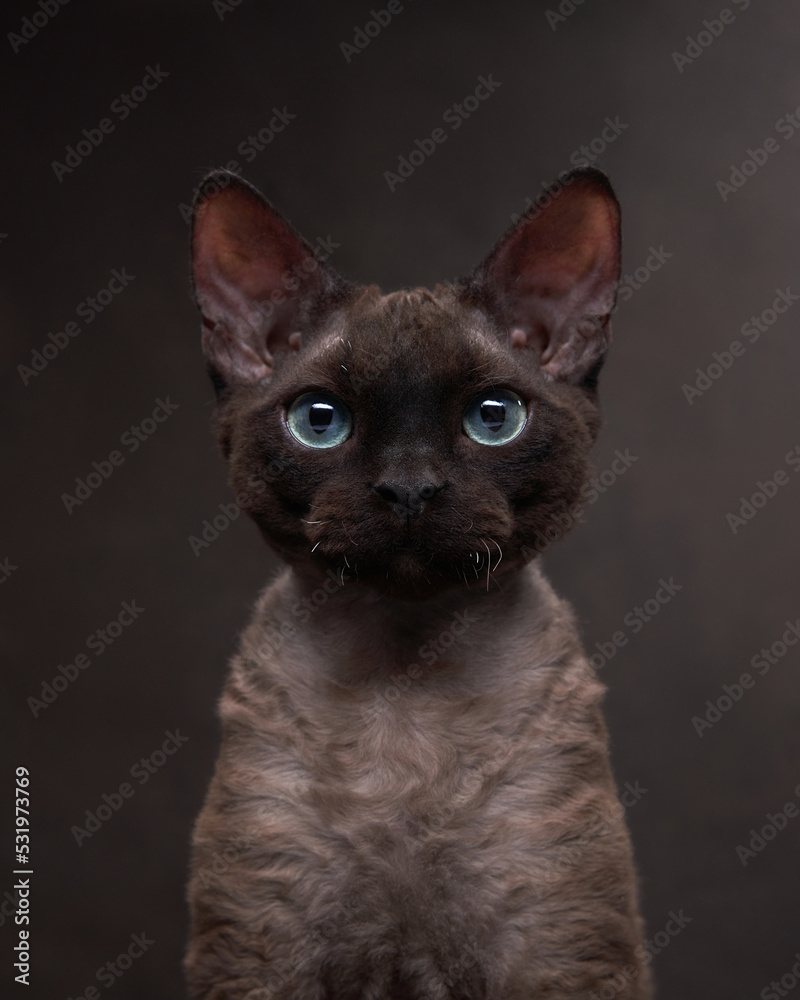 cat breed devon rex on a brown canvas background. Pet portrait in studio