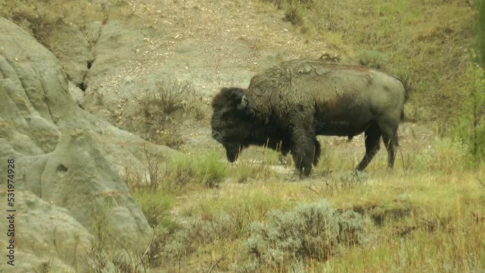 American Bison (buffalo) male stands in the wild American Bison (buffalo) male stands in the wild