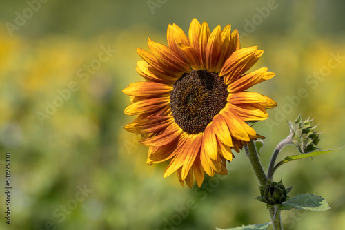 An earthwalker sunflower shown up close with a yellow sunflower field blurred in the background. 