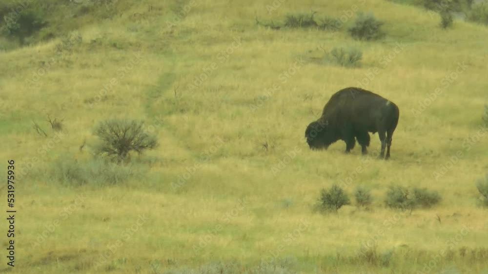 American Bison (buffalo) stands in the rain, USA American Bison (buffalo) stands in the rain, USA
