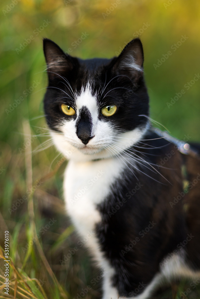 Portrait of a black and white cat on a green background.
