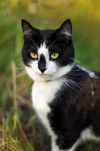 Portrait of a black and white cat on a green background. 