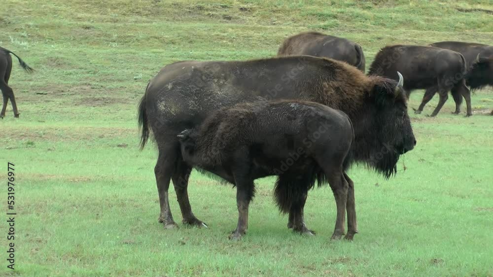 American bison calf suckling milk with herd in background
Theodore Roosevelt National Park wildlife, 2021, The American bison (Bison bison) is a species of bison native to North America
American bison calf suckling milk with herd in background
Theodore Roosevelt National Park wildlife, 2021, The American bison (Bison bison) is a species of bison native to North America