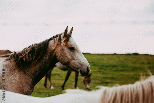 Billede på lærred portrait of a horse in field