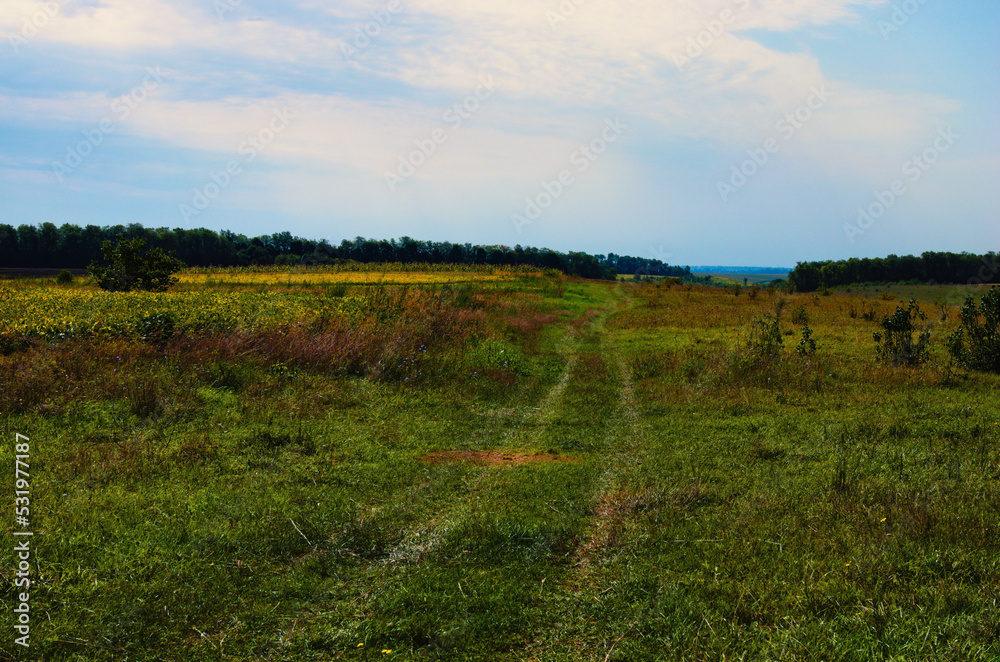 Obraz premium Winding dirt road in the meadow. Twisting path. Pathway on a green field. Trails on a grassland.