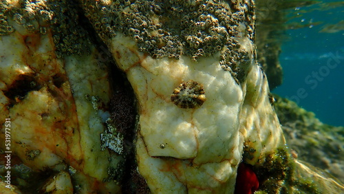 Mediterranean limpet or rayed Mediterranean limpet (Patella caerulea) undersea, Aegean Sea, Greece, Halkidiki
 photo