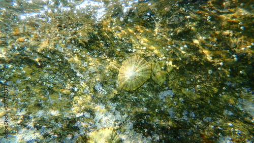 Mediterranean limpet or rayed Mediterranean limpet (Patella caerulea) undersea, Aegean Sea, Greece, Halkidiki
