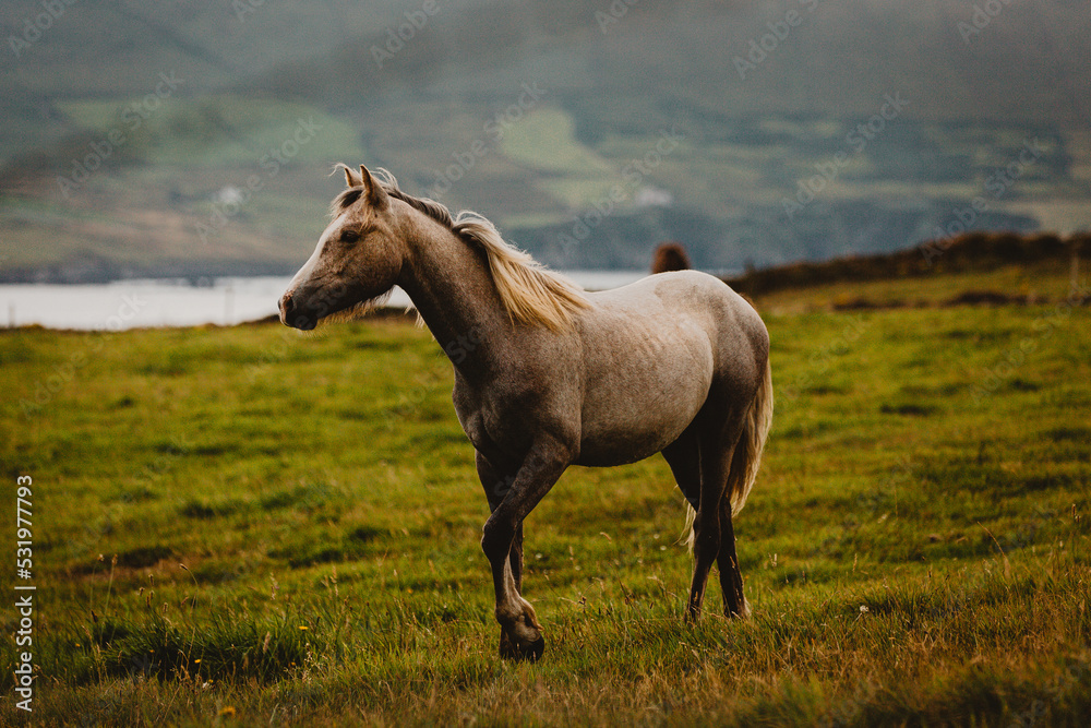 Fototapeta premium horse in the field in West Cork Ireland 