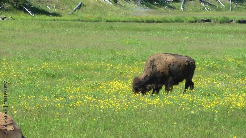 A female American bison enters a field with yellow rash and eats
Yellowstone National Park bison wildlife, 2022
A female American bison enters a field with yellow rash and eats
Yellowstone National Park bison wildlife, 2022