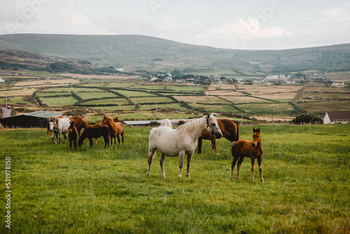 herd of horses in Ireland 