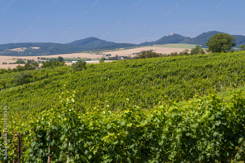 Landscape with vineyards and Buchlov castle, Slovacko, Southern Moravia, Czech Republic