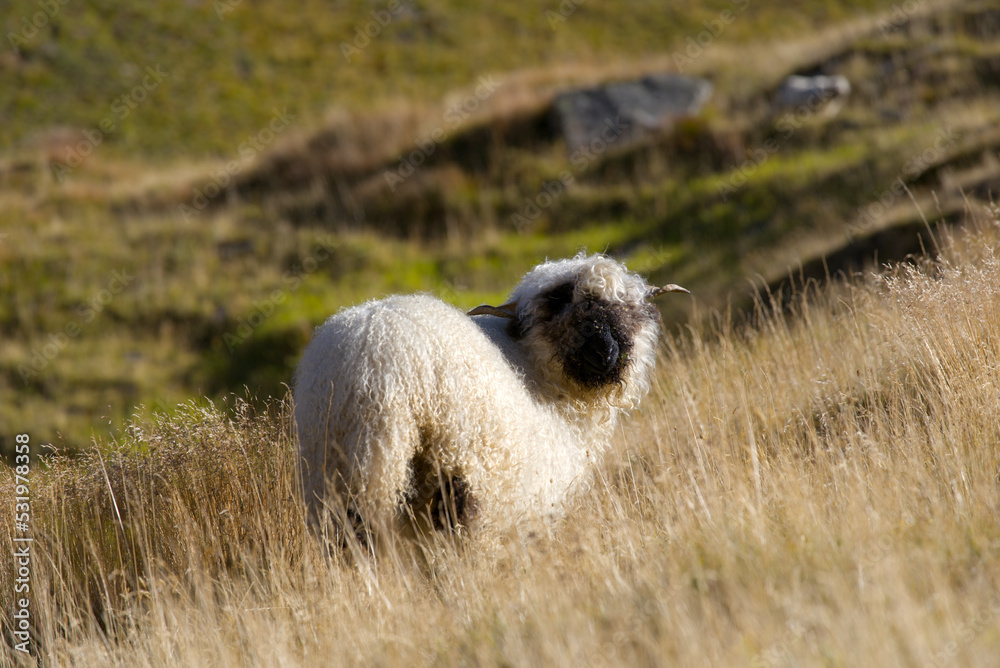 Herd of black head sheep grazing at meadow at region of Swiss mountain pass Furkapass on a sunny late summer day. Photo taken September 12th, 2022, Furka Passs, Switzerland. Herd of black head sheep grazing at meadow at region of Swiss mountain pass Furkapass on a sunny late summer day. Photo taken September 12th, 2022, Furka Passs, Switzerland.