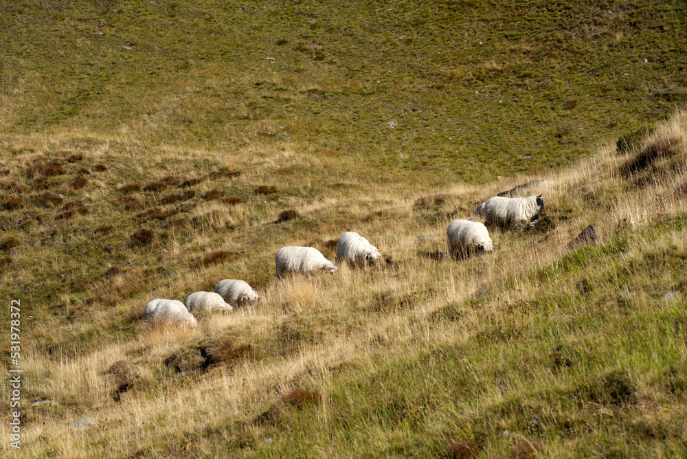 Obraz premium Herd of black head sheep grazing at meadow at region of Swiss mountain pass Furkapass on a sunny late summer day. Photo taken September 12th, 2022, Furka Passs, Switzerland.