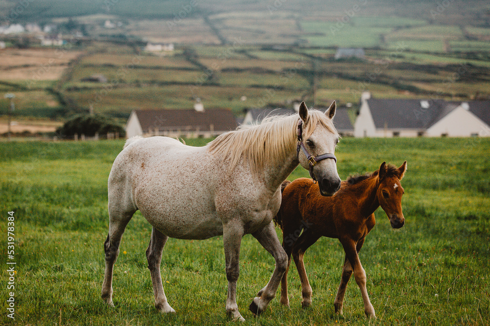 Fototapeta premium Mare and foal in field walking 
