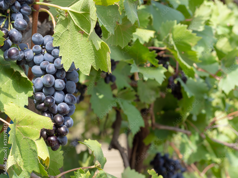 Close-up of bunches of ripe black wine grapes on a vine. Bunches of ripe black and blue grapes hang from the vine among the foliage in European fields