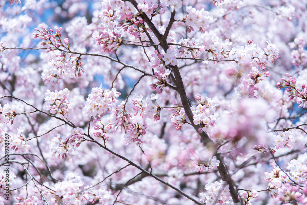 弘前の桜
