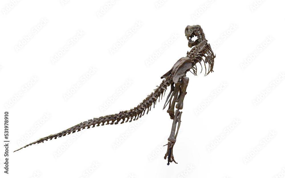 tyrannosaurus rex skeleton 