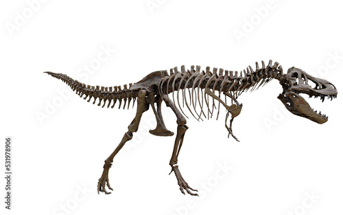 tyrannosaurus rex skeleton 