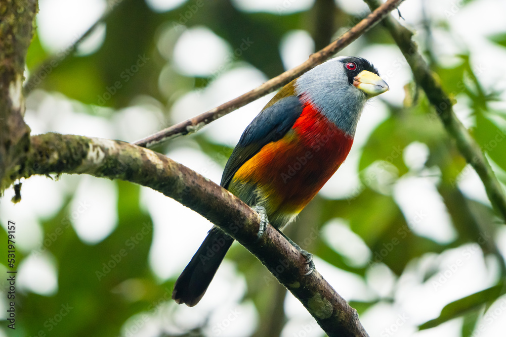 Toucan Barbet Toucan Barbet
