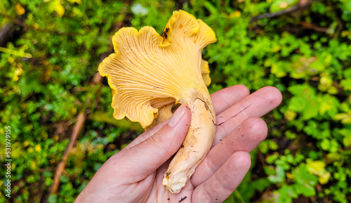 The amethyst chanterelle - Cantharellus amethysteus. How to recognize edible mushrooms? Mountains chantarelles