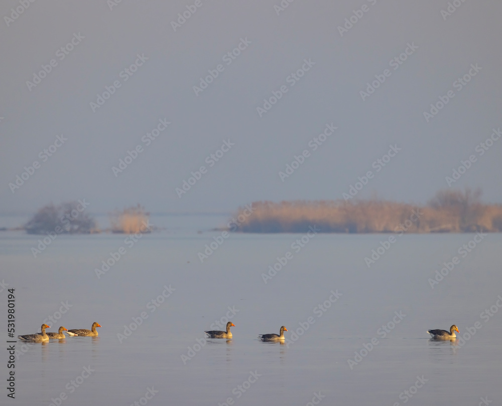 Wild goose, Lake Musov, Southern Bohemia, Czech Republic