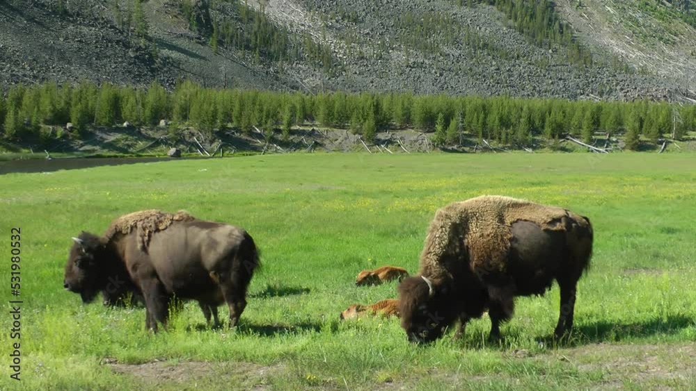 American bison females and calves resting
Yellowstone National Park bison wildlife, 2022
American bison females and calves resting
Yellowstone National Park bison wildlife, 2022