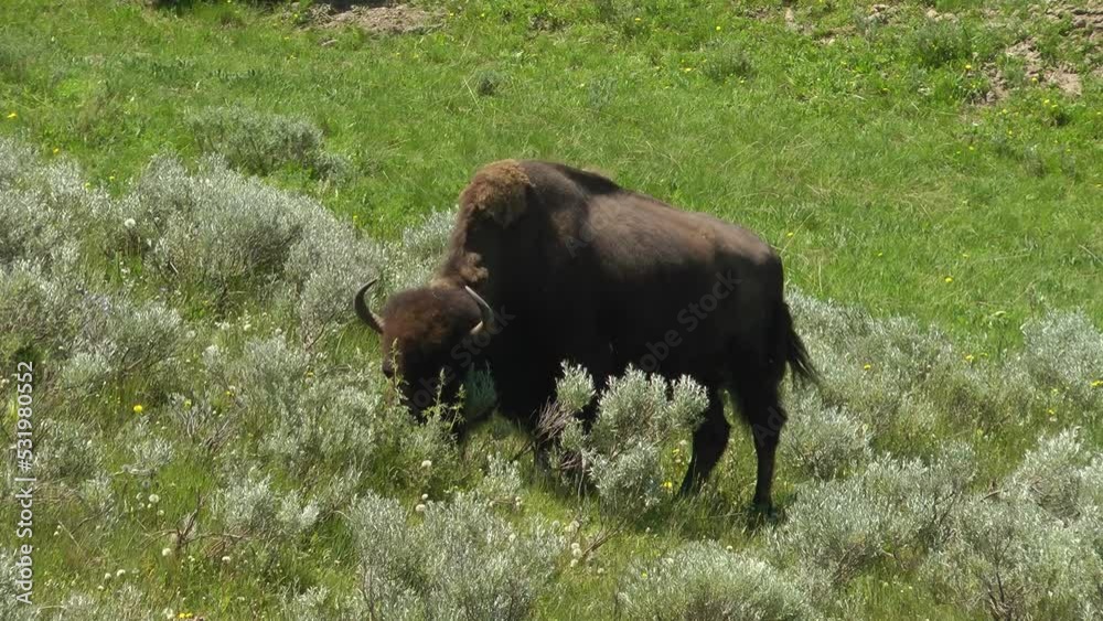 American bison female eats Leaves
Yellowstone National Park bison wildlife, 2022
American bison female eats Leaves
Yellowstone National Park bison wildlife, 2022