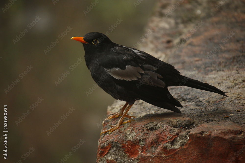 blackbird on a rock