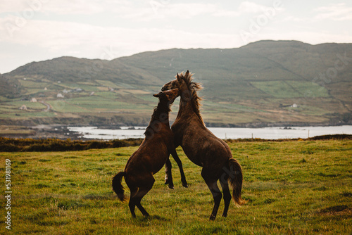 Connemara Pony playing in field close to the sea in west cork, Ireland  photo