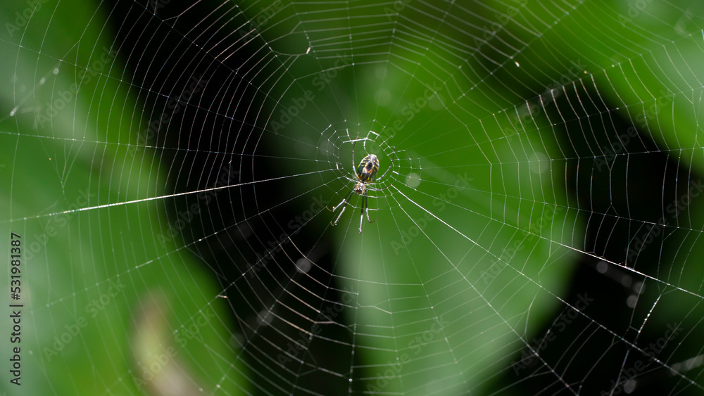 Naklejka premium La araña del huerto (Leucauge venusta), es un arácnido perteneciente a la familia Tetragnathidae, del orden Araneae. Esta especie fue descrita por Walckenaer en 1841, originalmente bajo el nombre Epei