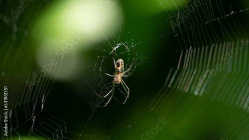 La araña del huerto (Leucauge venusta), es un arácnido perteneciente a la familia Tetragnathidae, del orden Araneae. Esta especie fue descrita por Walckenaer en 1841, originalmente bajo el nombre Epei