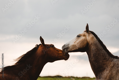 Schilderij op canvas Connemara Ponies Playing in West Cork Ireland