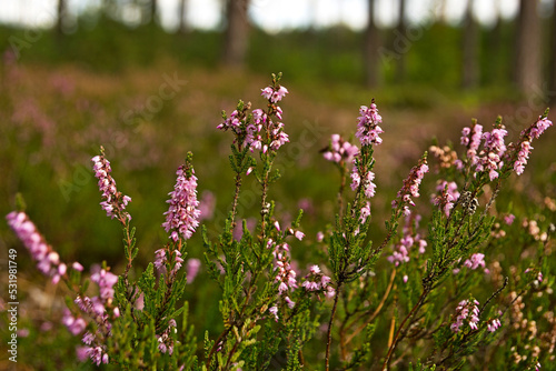 Blooming heathers on a warm autumn day.