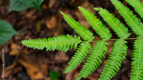 Pteridophyta Los helechos (taxón Filicopsida, Pterophyta, Filicinae o Polypodiophyta) son plantas vasculares sin semilla (pteridofitas), cuyas características morfológicas más sobresalientes son sus h photo