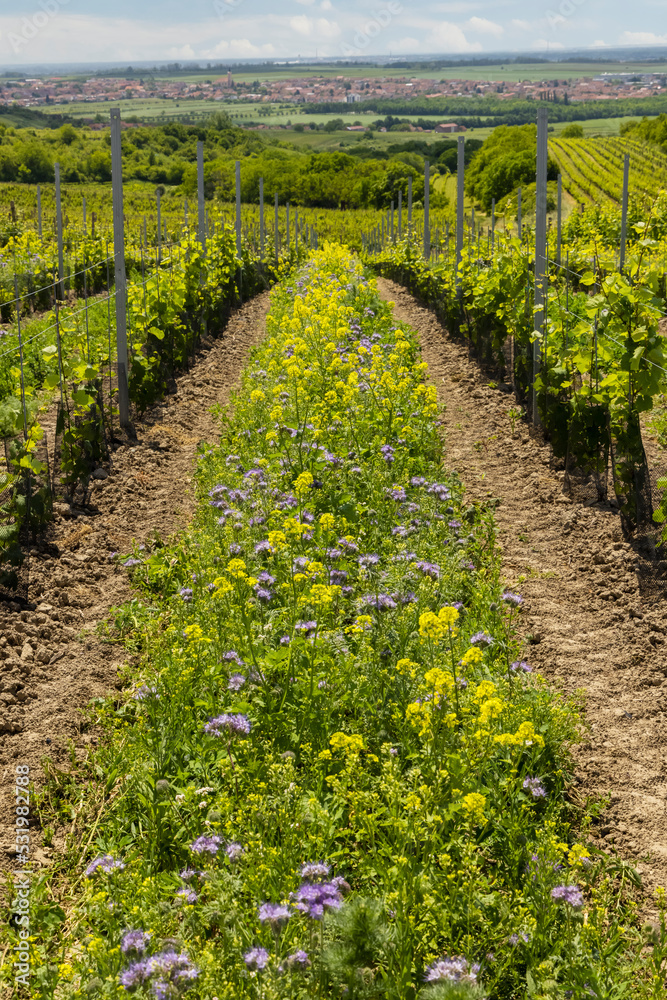 Floral spacing in organic vineyard, Southern Moravia, Czech Republic