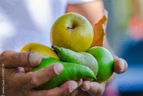 hands holding seasonal fruit pears and apples
