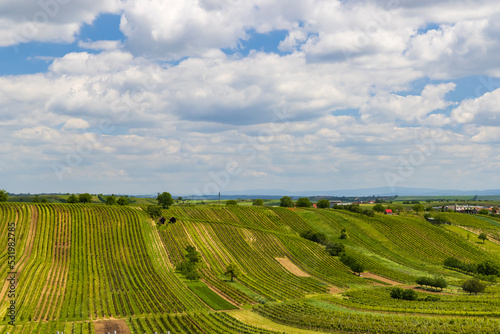 Spring vineyard near Cejkovice  Southern Moravia  Czech Republic